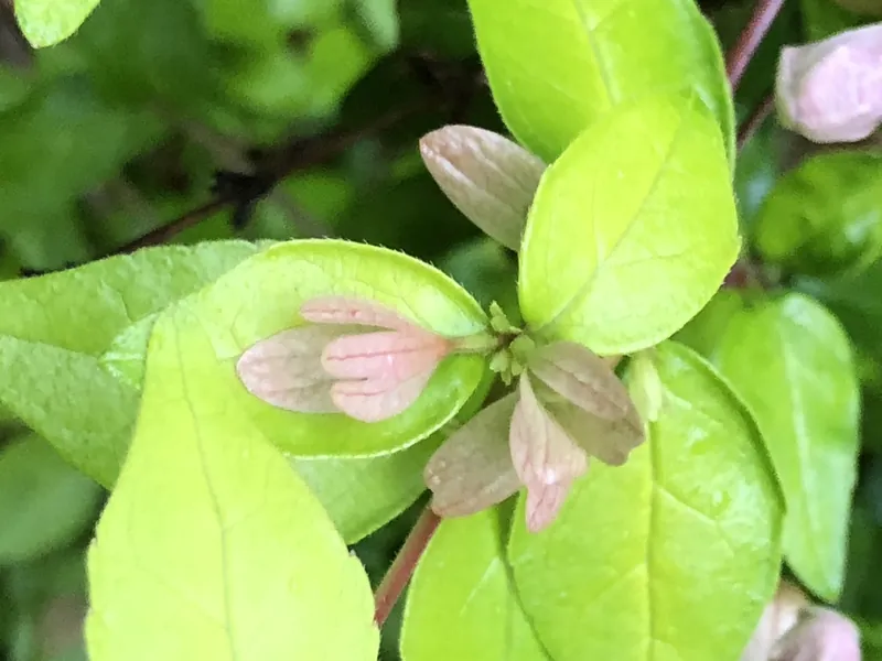 Abélia — Abelia × grandiflora