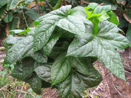 Abelmoschus manihot — photographie botanique