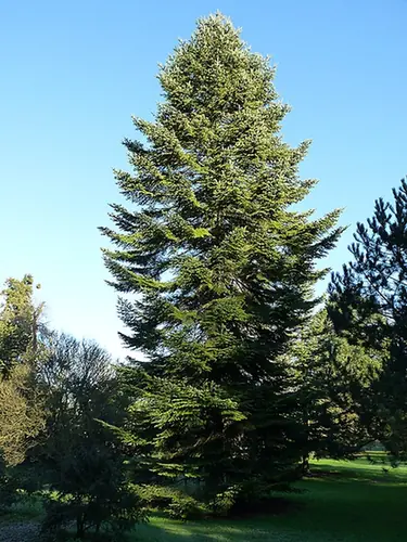 Abies alba — photographie botanique