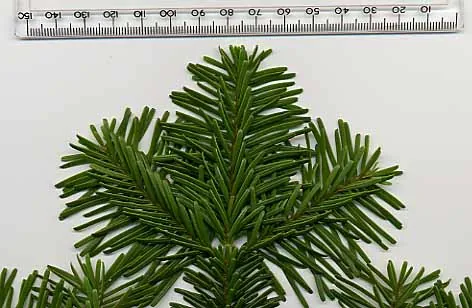 Abies amabilis — photographie botanique