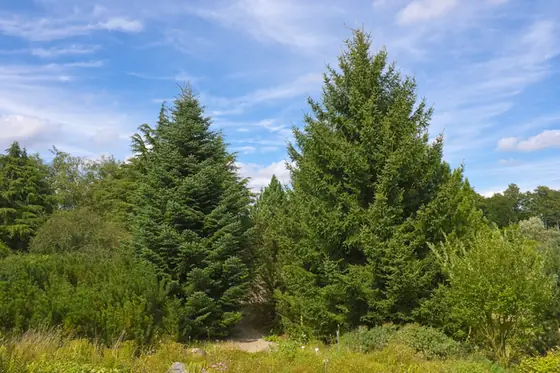 Abies cephalonica — photographie botanique