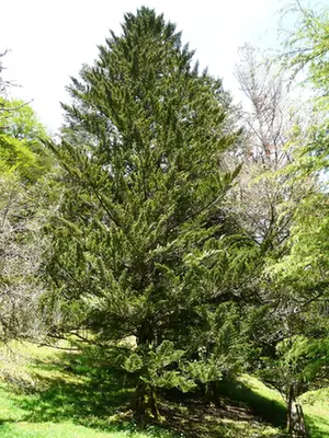 Abies firma — photographie botanique