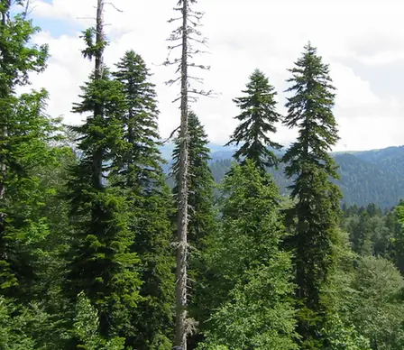 Abies nordmanniana — photographie botanique