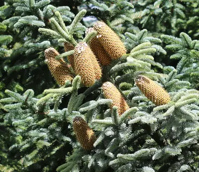 Abies procera — photographie botanique