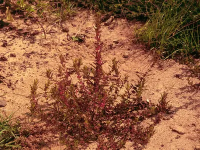 Acalypha gracilens — port de la plante