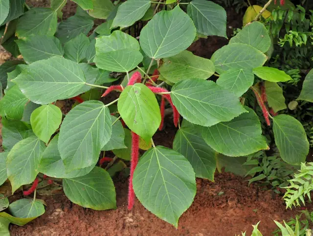 Acalypha hispida — photographie botanique