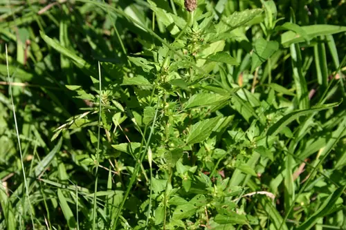 Acalypha rhomboidea — photographie botanique