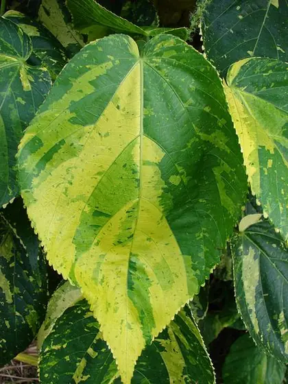 Acalypha wilkesiana — photographie botanique