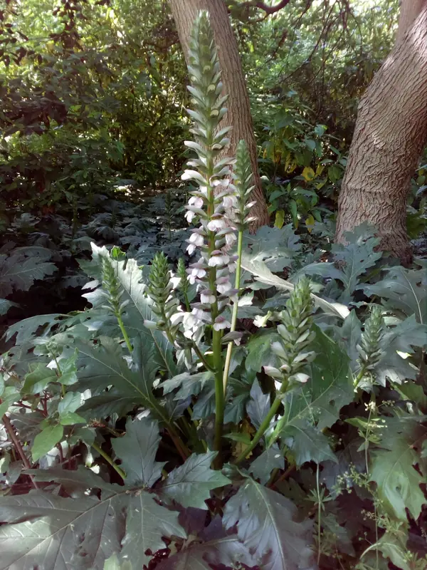 Acanthe — Acanthus mollis
