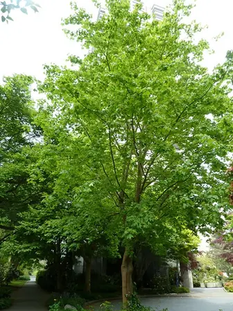 Acer cappadocicum — photographie botanique