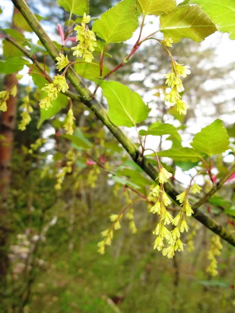 Acer crataegifolium — photographie botanique