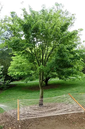Acer davidii — photographie botanique