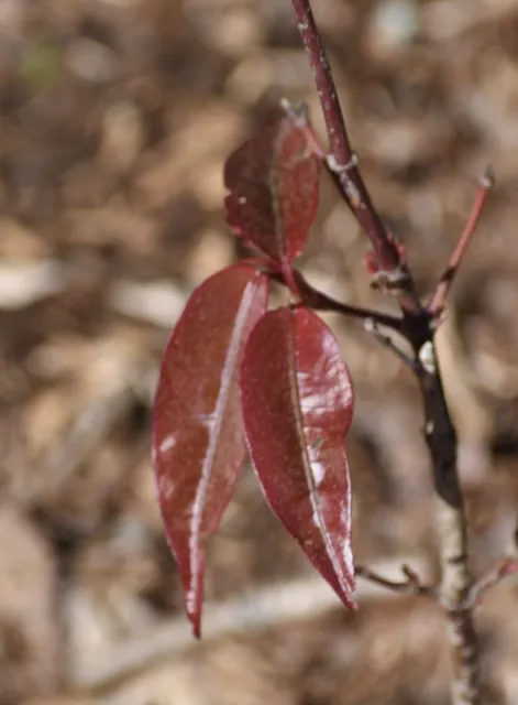 Acer fabri — photographie botanique