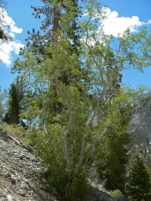 Acer glabrum — photographie botanique