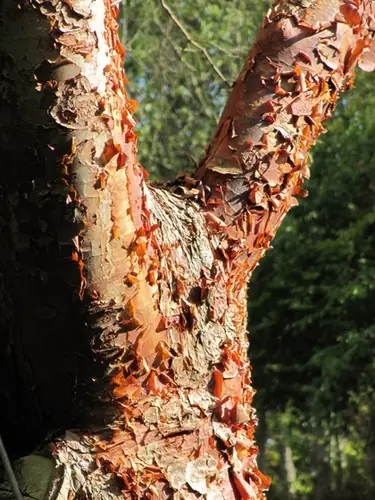 Acer griseum — photographie botanique