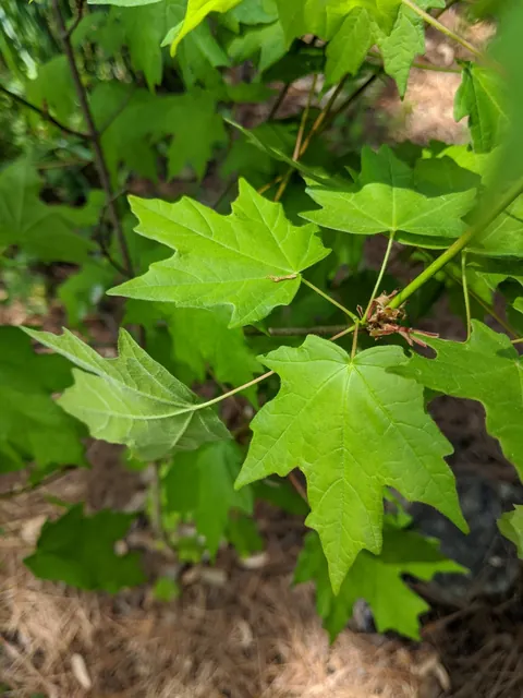 Acer leucoderme — photographie botanique
