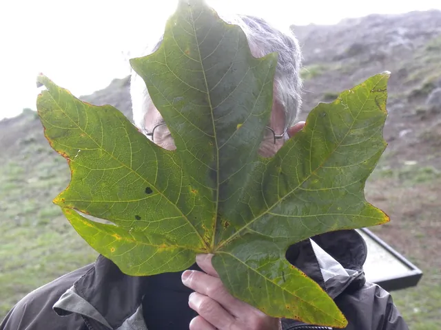 Acer macrophyllum — photographie botanique
