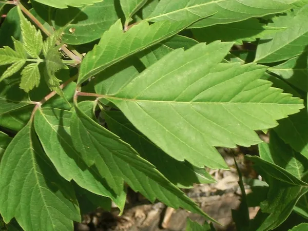 Acer negundo — photographie botanique
