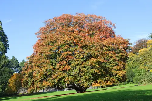 Acer pseudoplatanus — port de la plante