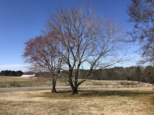 Acer rubrum — port de la plante