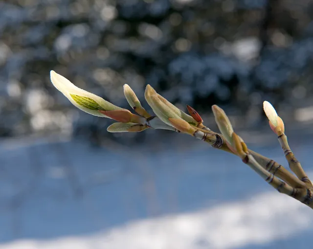 Acer tegmentosum — port de la plante