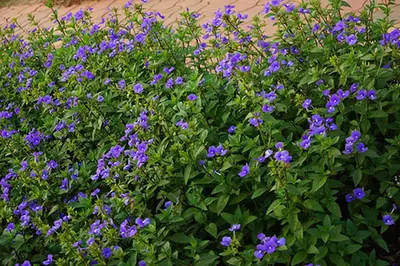 Achetaria azurea — port de la plante