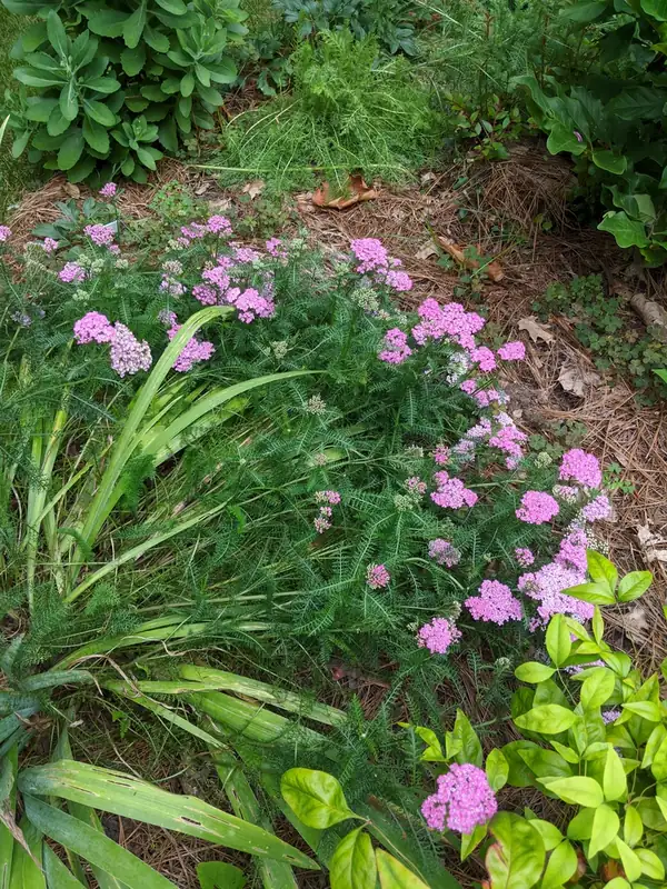 Achillée — Achillea millefolium