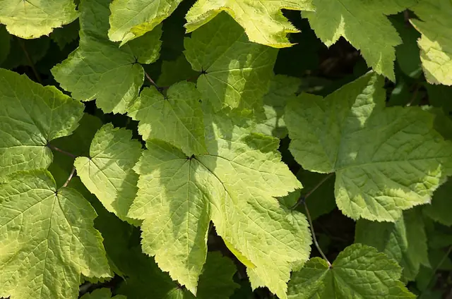 Actaea podocarpa — feuillage