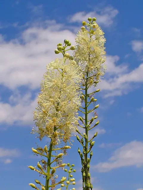 Actaea racemosa — floraison
