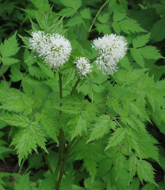 Actaea rubra — floraison