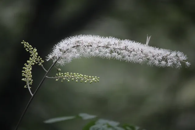 Actaea simplex — floraison