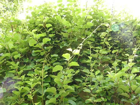 Actinidia chinensis — port de la plante