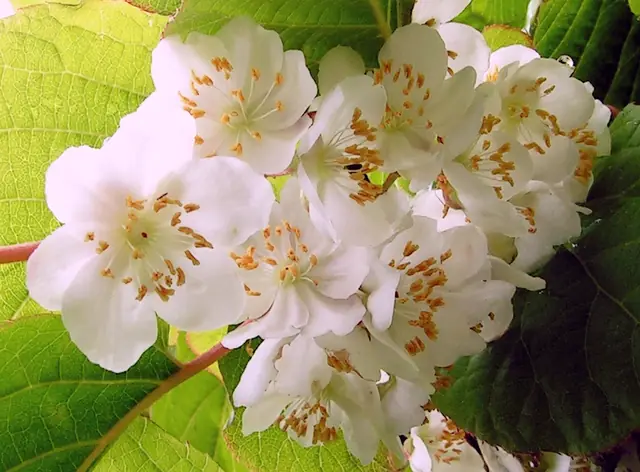 Actinidia kolomikta — floraison