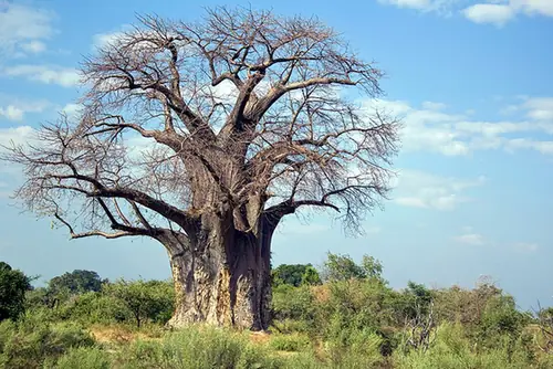Adansonia digitata — photographie botanique