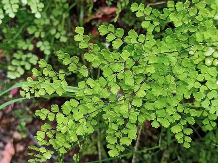 Adiantum aethiopicum — photographie botanique