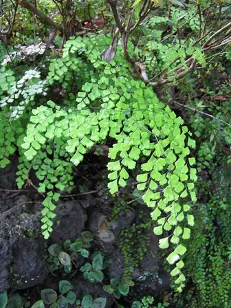 Adiantum raddianum — port de la plante