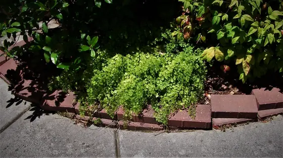 Adiantum × mairisii — port de la plante