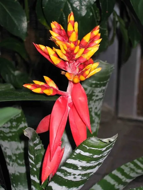 Aechmea chantinii — port de la plante