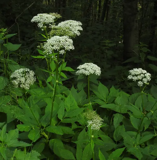 Aegopodium podagraria — floraison