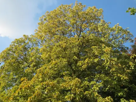 Aesculus flava — port de la plante