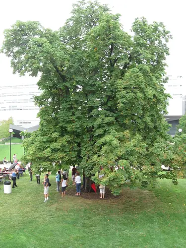 Aesculus glabra — port de la plante