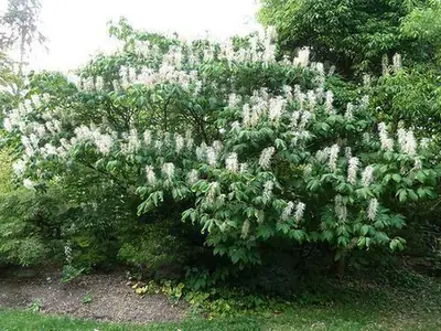 Aesculus parviflora — port de la plante