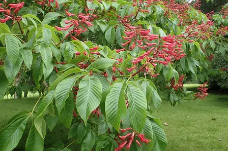 Aesculus pavia — port de la plante