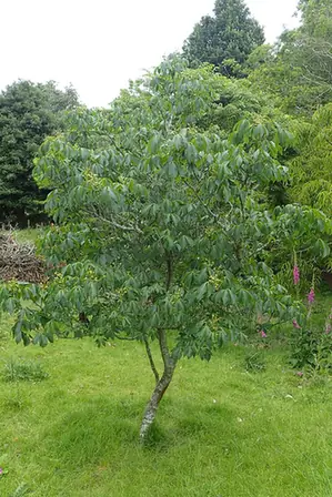Aesculus sylvatica — port de la plante