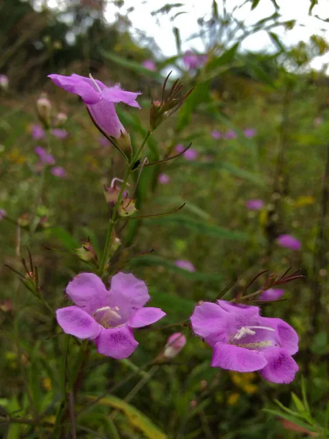 Agalinis purpurea — port de la plante