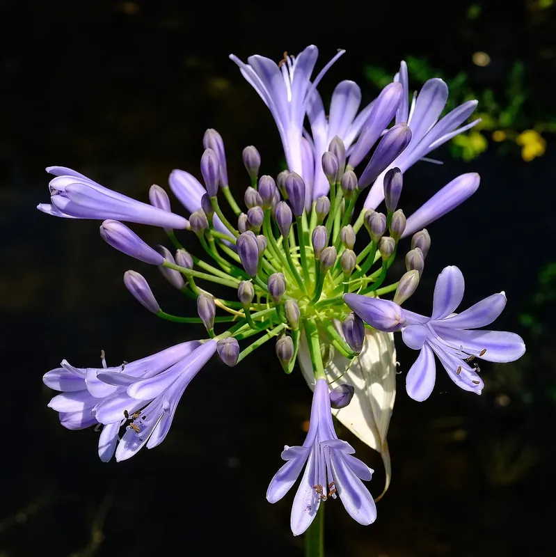 Ombelle de fleurs mauves d’agapanthe