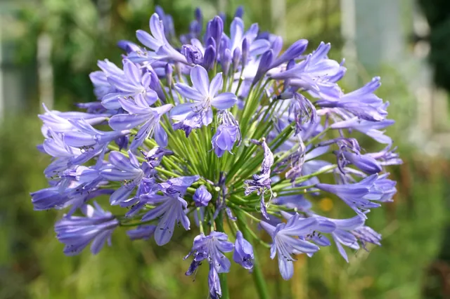 Agapanthus praecox — floraison