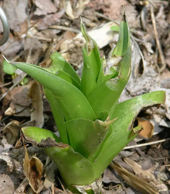 Agave virginica — port de la plante