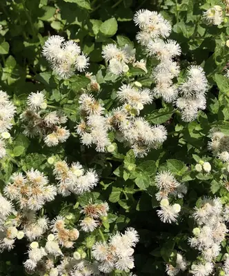 Ageratum houstonianum — floraison