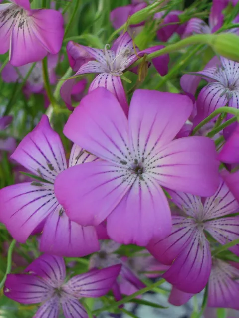 Agrostemma githago — floraison